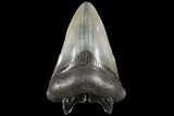 Fossil Megalodon Tooth - Georgia #109357-1
